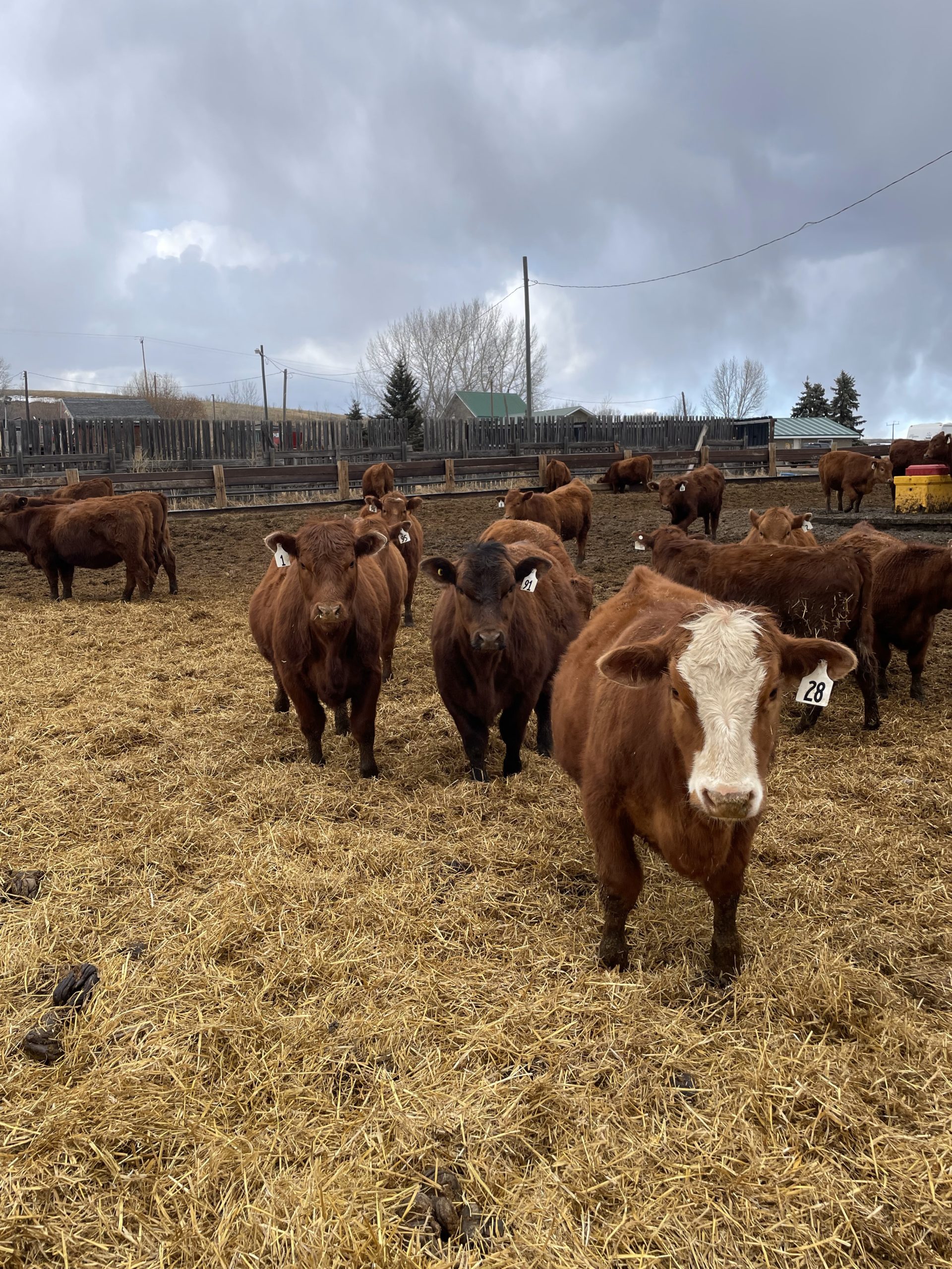 HINES FARMS Provost Livestock Exchange