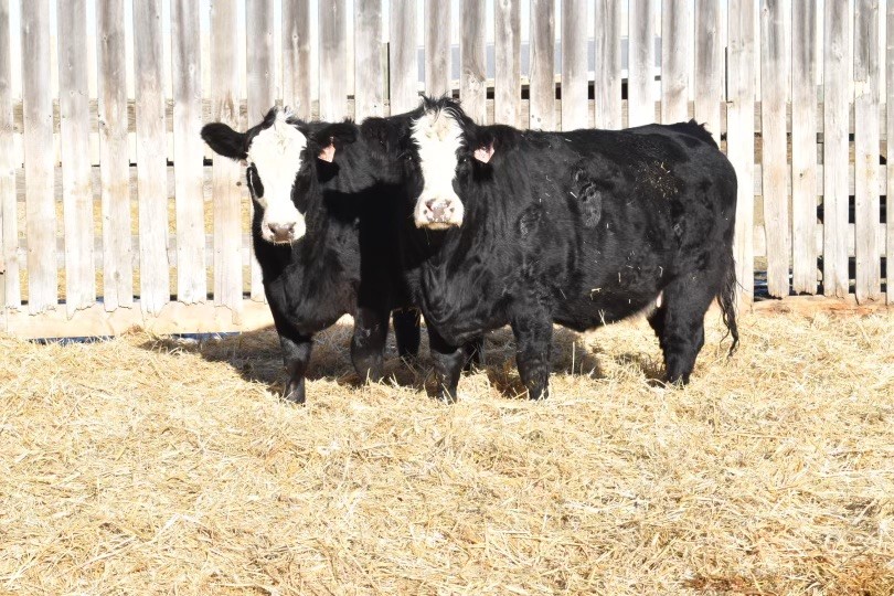 BRED HEIFERS WALLGREN FARMS Provost Livestock Exchange