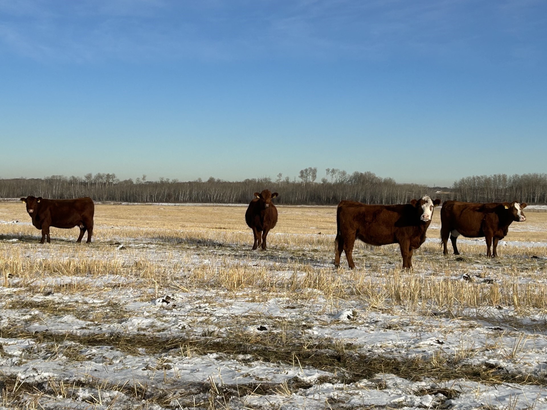 BRED COWS – DOUBLE DOWN RANCH – Provost Livestock Exchange